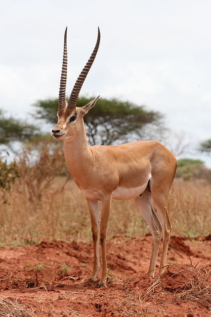 Une gazelle dans la savane en Afrique