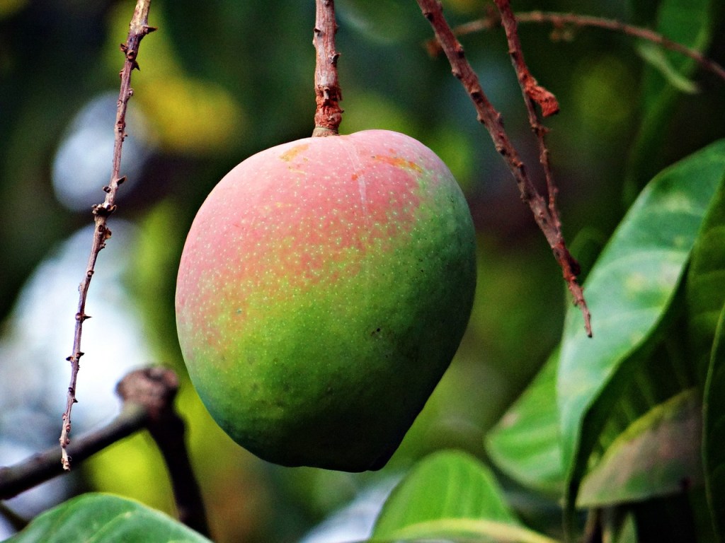 mangue mûre poussant sur un manguier