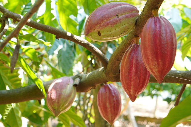Des cosses de cacao accochées à une branche de cacaoyer