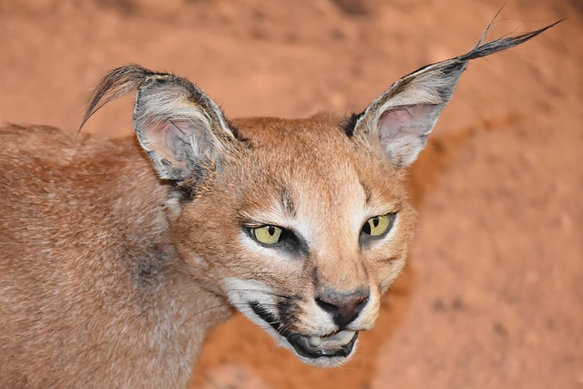 Un caracal ou lynx du désert