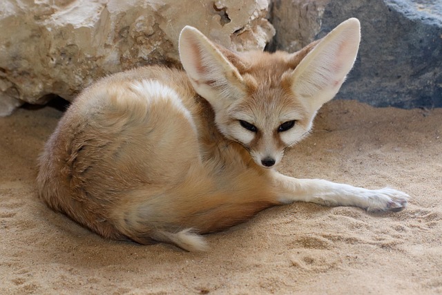 Le fennec ou renard du désert