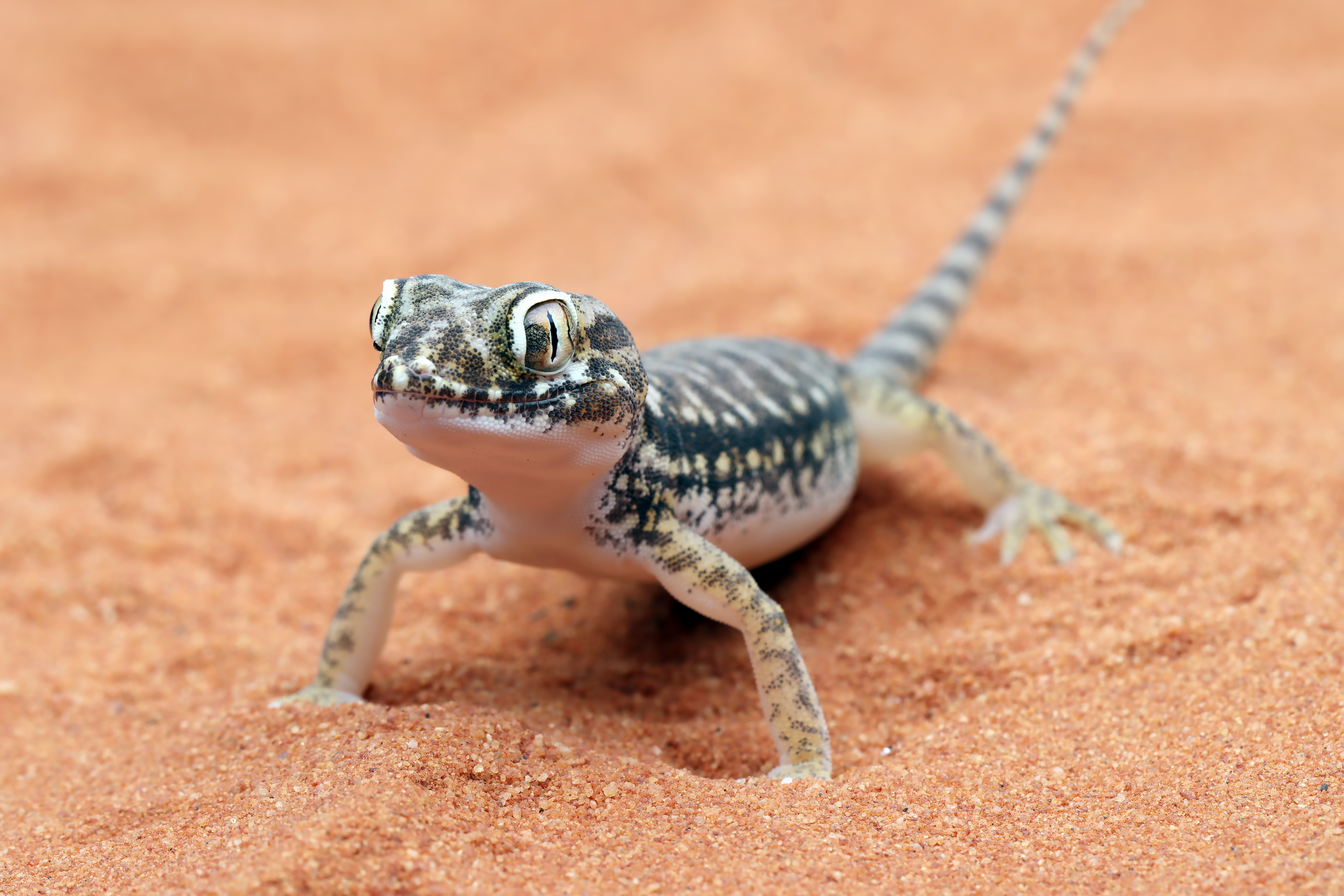 Un lézard gecko des sables