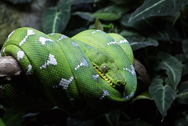 Un serpent vert enroulé dans une forêt tropicale