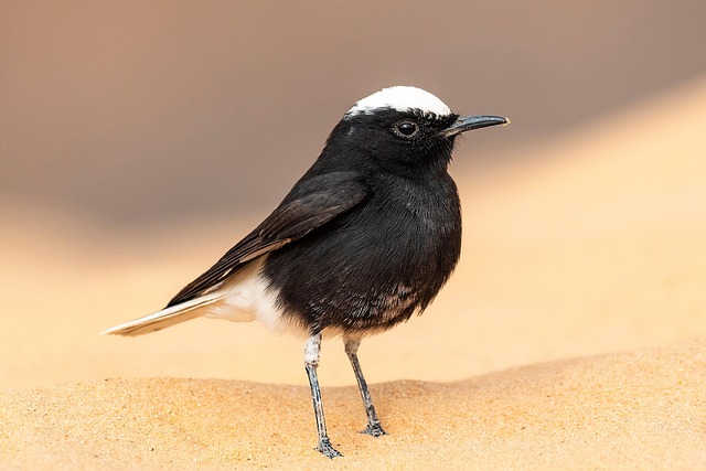 Oiseau traquet (ou moula-moula)