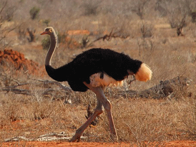 Vue d'une autruche marchant dans la savane en Afrique