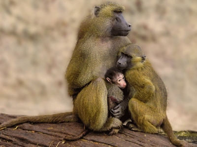 Une famille babouin constiué d'un bébé, d'un jeune babouin et d'un babouin adulte dans la savane en Afrique.