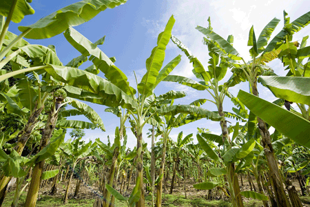 Une bananeraie : champ de bananiers. Des régimes de bananes poussent sur certains arbres.