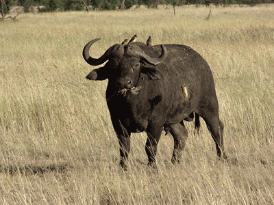 Buffle en train de manger seul dans la savane