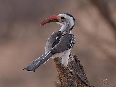 Gros plan sur un calao à bec rouge perché sur une branche dans la savane, en Afrique