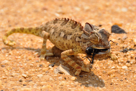 Un caméléon des sables dans un désert d'Afrique marche en mangeant un insecte. Vue de profil.