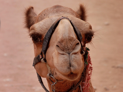 Focus sur une tête de chameau
