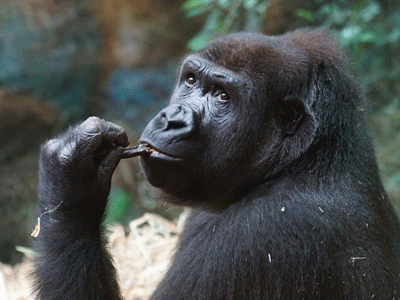 Gros plan sur la tête d'un chimpanzé en train de ronger un bout de bois, dans la forêt tropicale