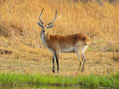 Un cobe de buffon, une espèce de gazelle, dans la savane en Afrique