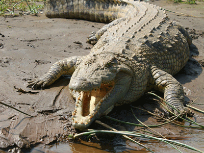 Un crocodile entrant dans un marécage en Afrique, la gueule ouverte, prêt à manger sa proie