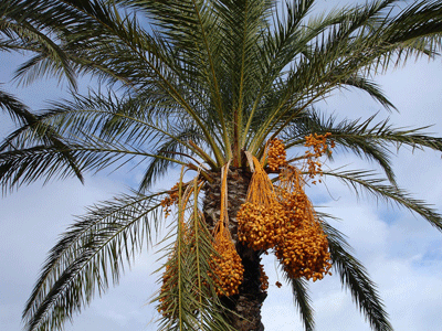 Haut d'un palmier dattier plein de dattes