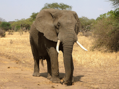 Un éléphant marche seul dans la savane en Afrique