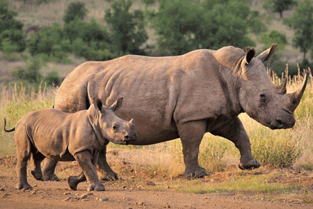 Un rhinocéros et son bébé marchent côte à côte dans la savane. Vue de profil.