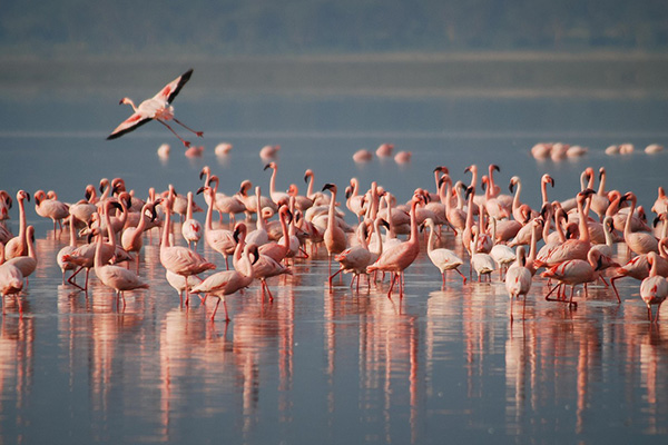 Groupe de flamands roses dans un marais