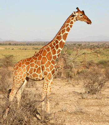 Une girafe dans la savane en Afrique