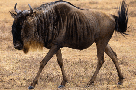 un gnou marchant seul dans la savane