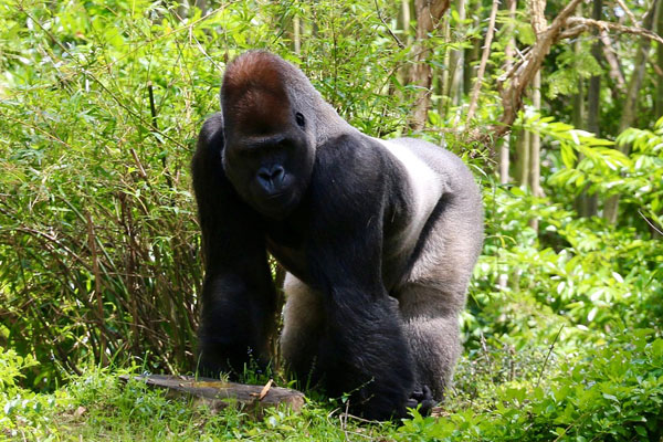 Un gros gorille s'avance dans la forêt tropicale africaine