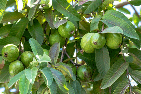 Un goyavier rempli de goyaves cachées sous les feuilles