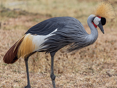 Une grue couronnée grise appelée aussi grue royale, dans la savane aride d'Afrique, son habitat privilégié