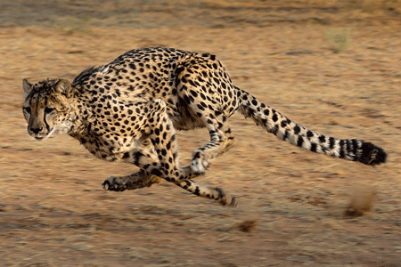 Un guépard en train de chasser dans la savane en Afrique