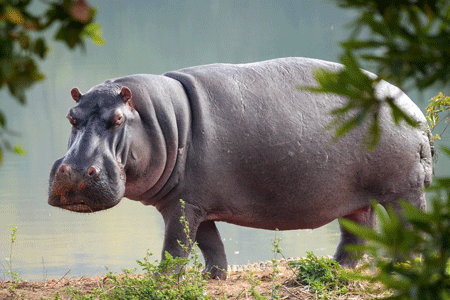 Un hippopotame au bord d'une mare dans la savane