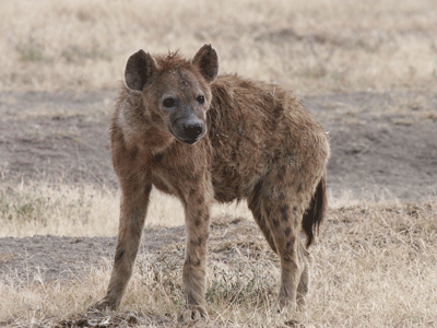 Une hyène dans la savane en Afrique