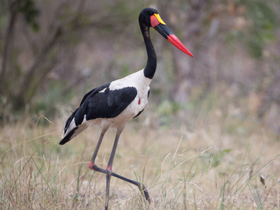 Un jabiru d'Afrique se promène seul dans la savane