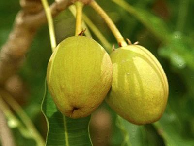 Karité nom de l'arbre (appelée aussi arbre à beurre) et du fruit utilisé pour son beuure dans les produits de beauté. Gros plan sur le fruit de karité