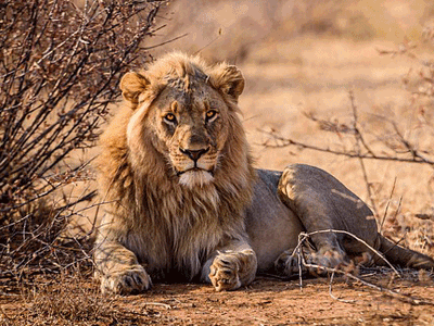 Un lion au repos allongé sur le ventre dans la savane africaine. Il regarde au loin devant lui.