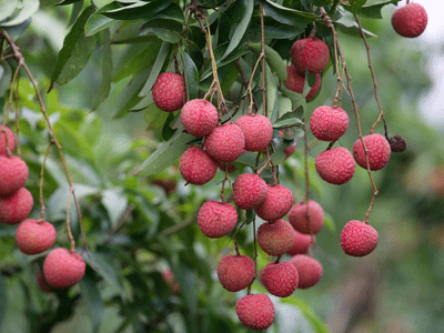 Gros plan sur des litchis mûrs dans un arbre