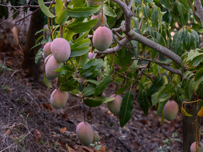 Mangues mûres poussant sur un manguier dans un champ de manguiers