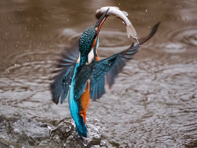 Un martin-pêcheur avec un poisson dans son bec, volant au dessus de l'eau