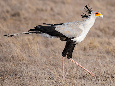 Un oiseau messager sagittaire aussi appelé un oiseau secrétaire marche dans la savane