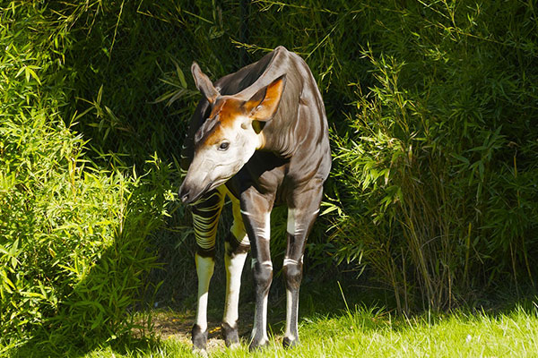 Un okapi dans la forêt tropicale en Afrique