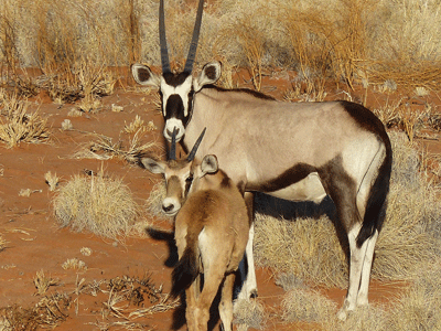 Un oryx et son bébé dans la savane africaine