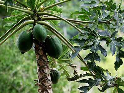 Des papayes poussant dans un papayer