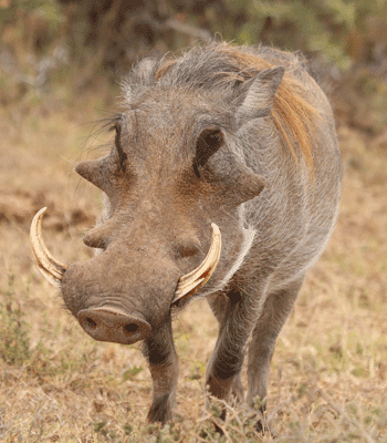 Un phacochère dans la savane en Afrique