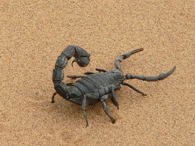 Scorpion géant sur le sable dans un désert d'Afrique