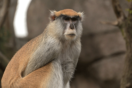 Un singe patas en milieu naturel