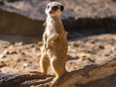 Un suricate dans la savane en Afrique