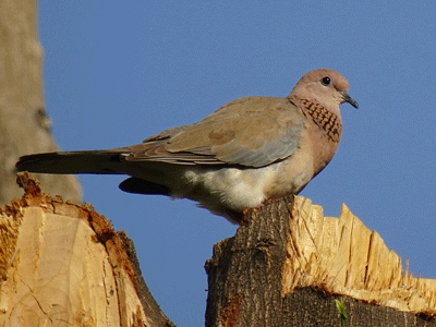 Une tourterelle repose sur une branche sèche, sous un ciel bleu