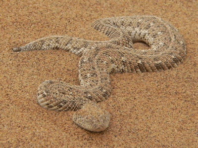 Une vipère des sables