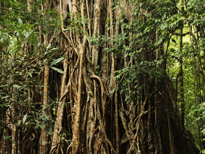 tronc d'un arbre à lianes au coeur de la forêt tropicale