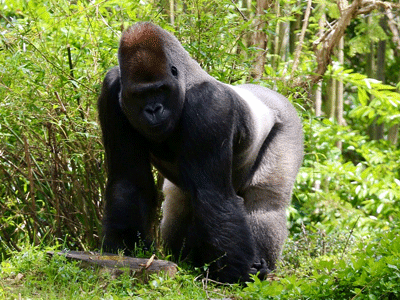Un gorille marche seul dans la forêt tropical