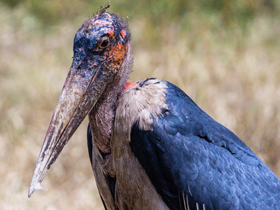 Oiseau marabout d'Afrique
