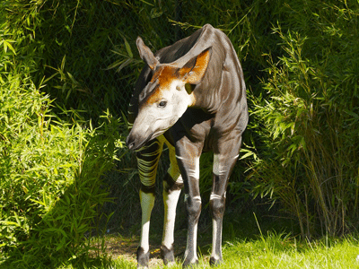 Un okapi